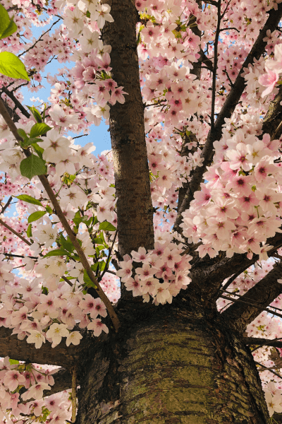 Japanese cherry tree